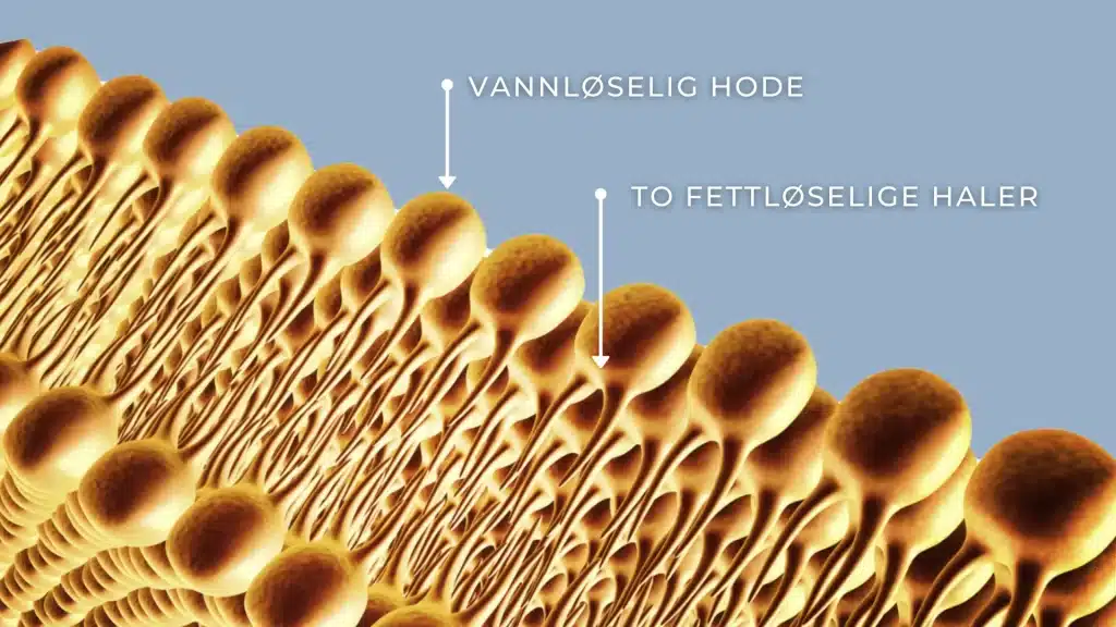 Fosfolipider – hva er det og hvorfor er det bra? 3